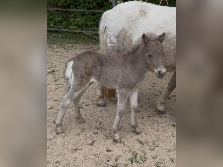 Shetland Ponies Stallion  10,1 hh Leopard-Piebald in Groß Molzahn