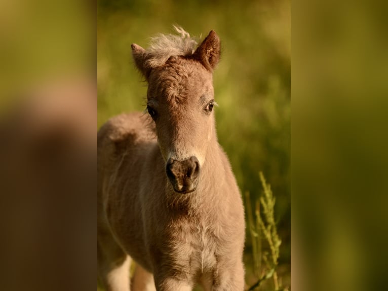 Shetland Ponies Stallion  10,1 hh Leopard-Piebald in Gro&#xDF; Molzahn