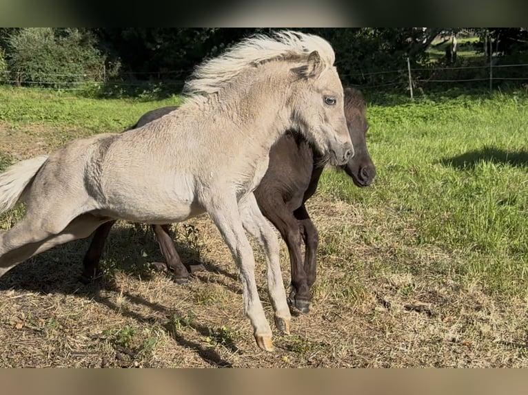 Shetland Ponies Stallion Foal (05/2025) 10,1 hh Leopard-Piebald in Gro&#xDF; Molzahn