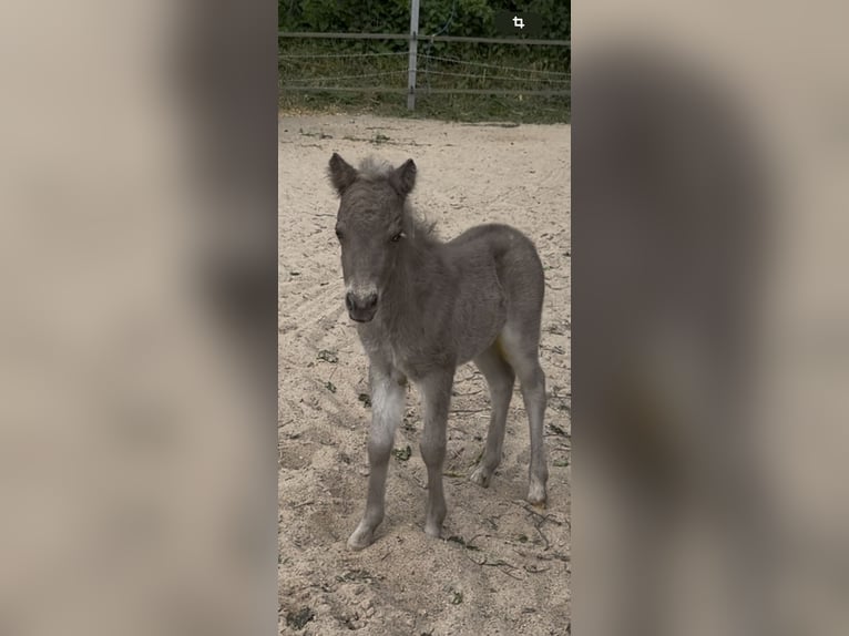 Shetland Ponies Stallion  10,1 hh Leopard-Piebald in Groß Molzahn
