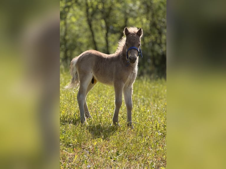 Shetland Ponies Stallion  10,1 hh Leopard-Piebald in Gro&#xDF; Molzahn