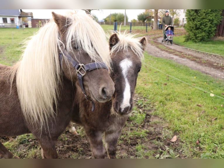 Shetland Ponies Mix Stallion Foal (05/2025) 10,2 hh in Bad Schandau Shetland Ponies Mix Stallion Foal (05/2025) 10,2 hh in Bad Schandau