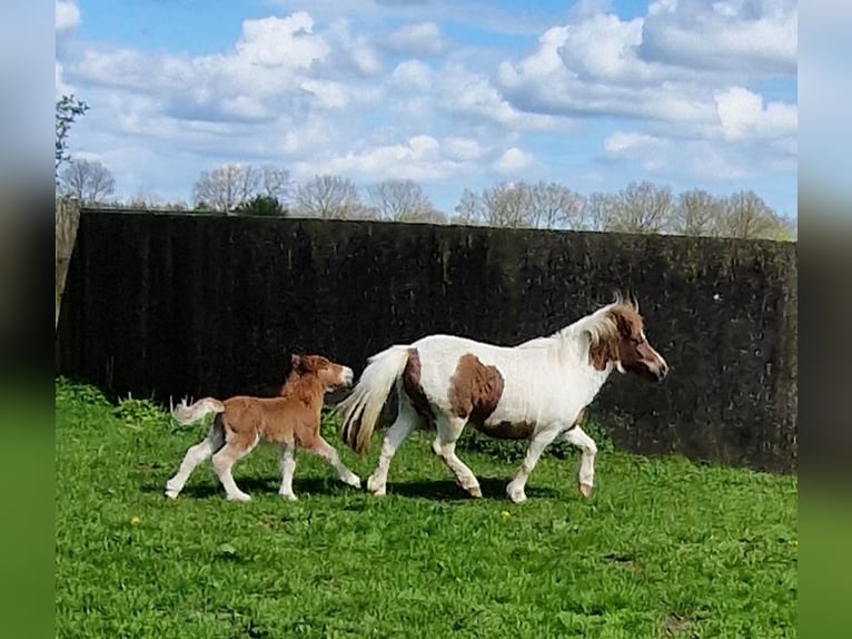 Shetland Ponies Stallion Foal (04/2024) 5,3 hh Chestnut-Red in Ahrenshöft