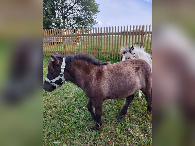 Shetland Ponies Stallion Foal (04/2024) 5,3 hh Dun in Berthelsdorf