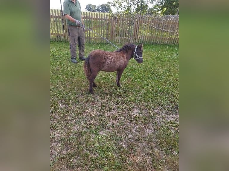 Shetland Ponies Stallion Foal (04/2024) 5,3 hh Dun in Berthelsdorf