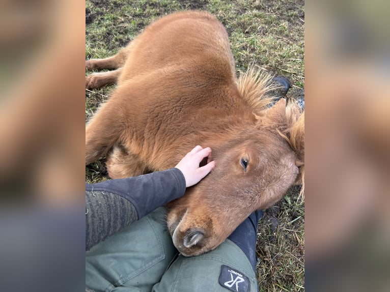Shetland Ponies Stallion Foal (05/2025) 5,3 hh Chestnut-Red in Lung&#xF6;tz
