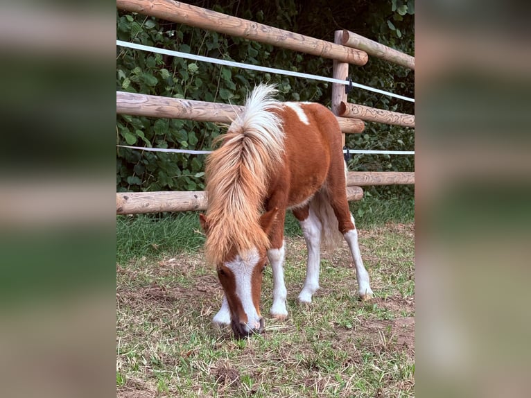 Shetland Ponies Stallion Foal (05/2026) 8.3 hh Pinto in Borgentreich