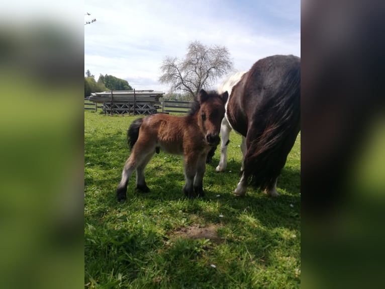 Shetland Ponies Stallion Foal (04/2026) 8 hh Brown in Brakel