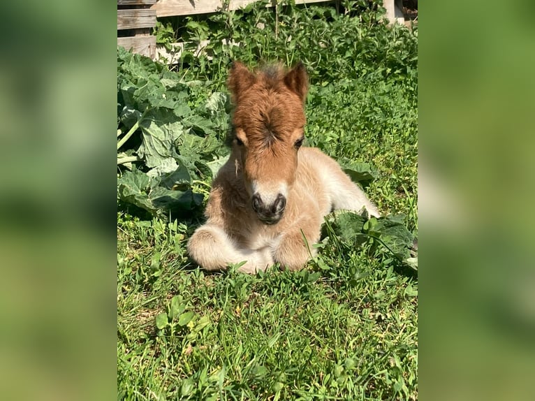 Shetland Ponies Stallion Foal (04/2026) 8 hh Roan-Bay in Klein Ammensleben