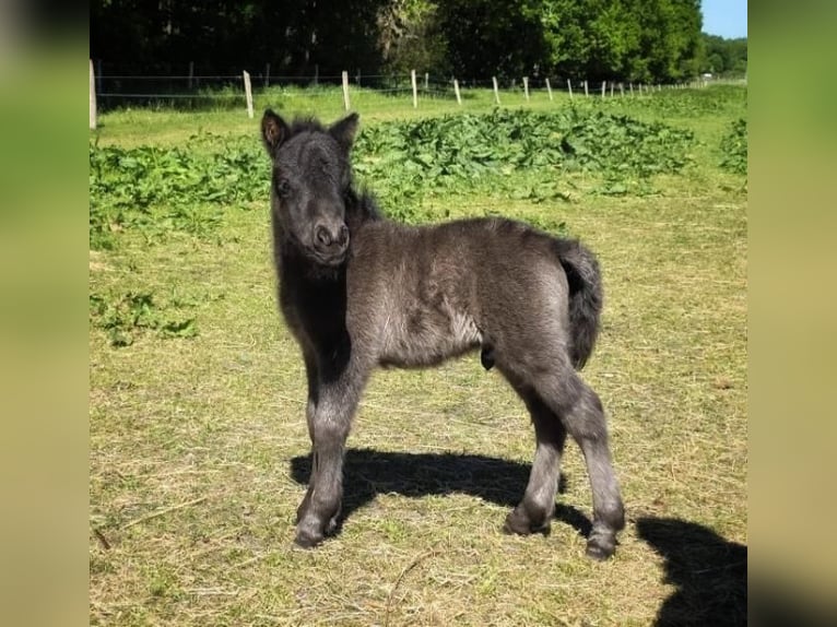 Shetland Ponies Stallion Foal (05/2025) 8,2 hh Brown in H&#xE4;stveda