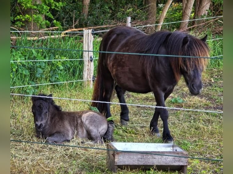 Shetland Ponies Stallion Foal (05/2025) 8,2 hh Brown in H&#xE4;stveda