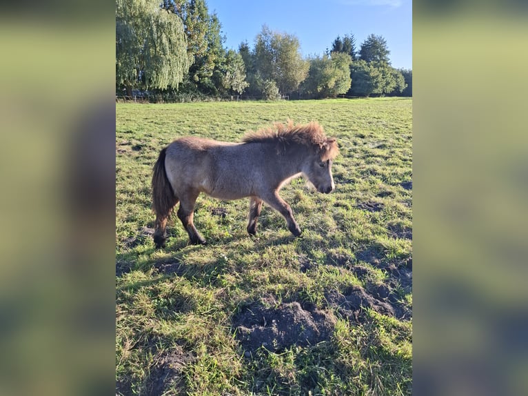 Shetland Ponies Stallion Foal (04/2026) 9.2 hh Brown-Light in Zemitz