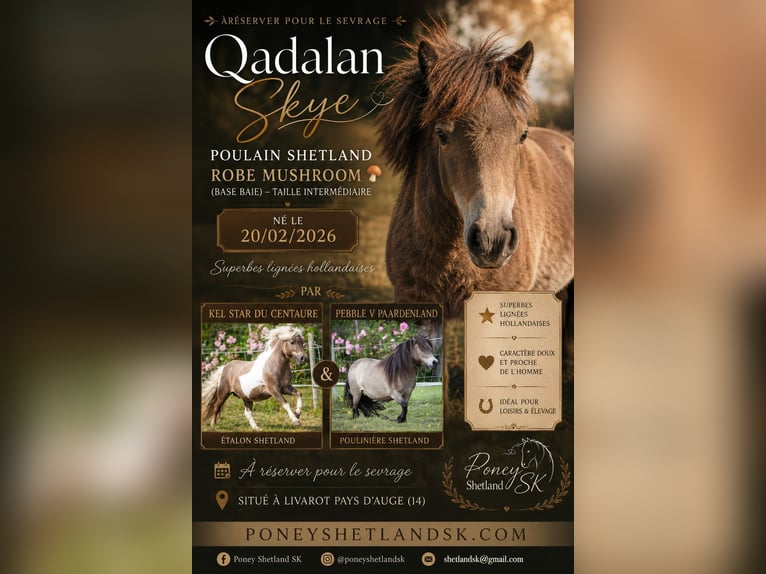 Shetland Ponies Stallion Foal (02/2026) 9.2 hh Buckskin in Livarot-Pays-d'Auge