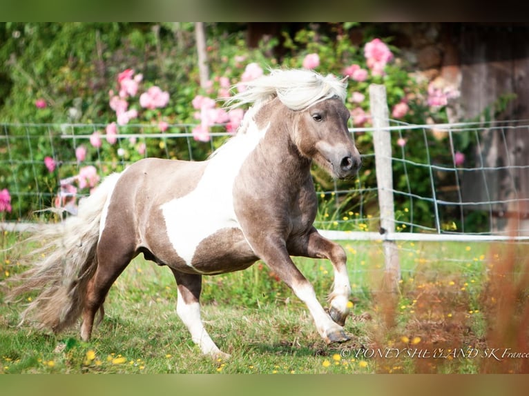 Shetland Ponies Stallion Foal (02/2026) 9.2 hh Buckskin in Livarot-Pays-d'Auge