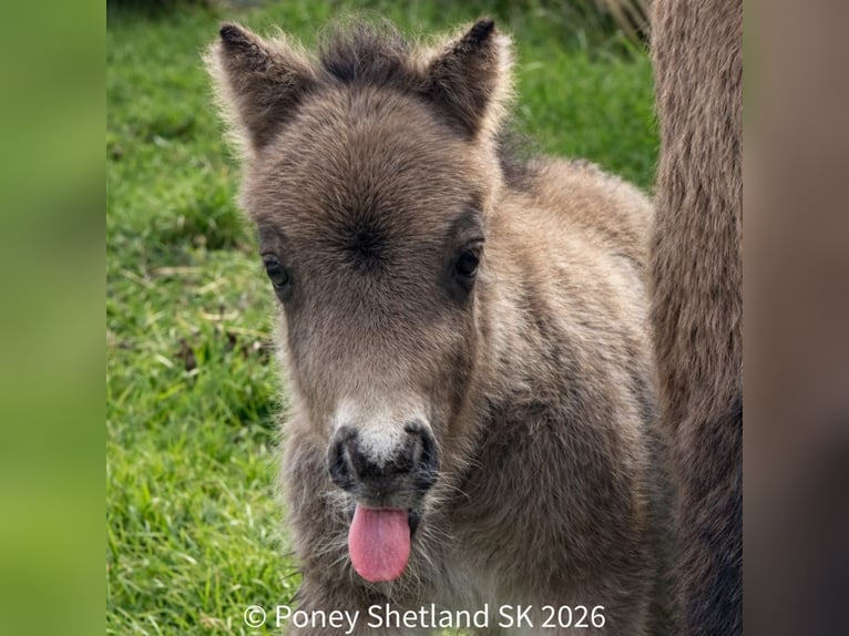 Shetland Ponies Stallion Foal (02/2026) 9.2 hh Buckskin in Livarot-Pays-d'Auge
