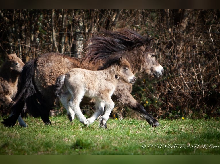 Shetland Ponies Stallion Foal (02/2026) 9.2 hh Buckskin in Livarot-Pays-d'Auge