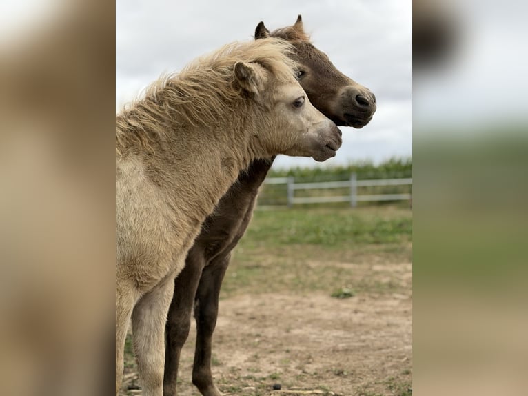 Shetland Ponies Stallion Foal (04/2026) 9.2 hh Champagne in Groß Molzahn