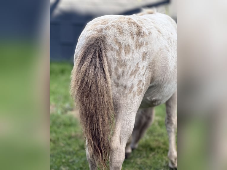 Shetland Ponies Stallion Foal (04/2026) 9.2 hh Champagne in Groß Molzahn