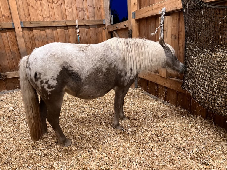 Shetland Ponies Stallion Foal (04/2026) 9.2 hh Champagne in Groß Molzahn