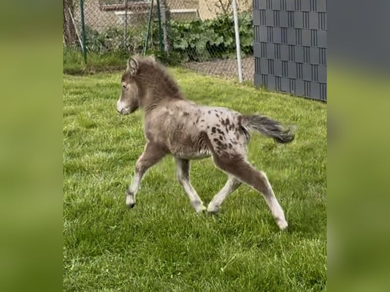 Shetland Ponies Stallion Foal (04/2026) 9.2 hh Champagne in Groß Molzahn