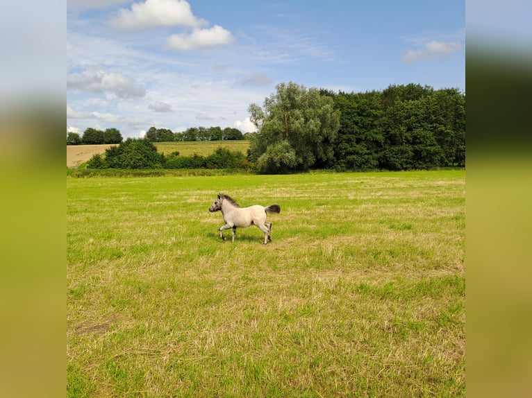 Shetland Ponies Stallion Foal (05/2024) 9,2 hh Leopard-Piebald in Paderborn