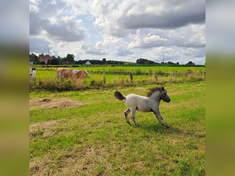 Shetland Ponies Stallion Foal (05/2024) 9,2 hh Leopard-Piebald in Paderborn