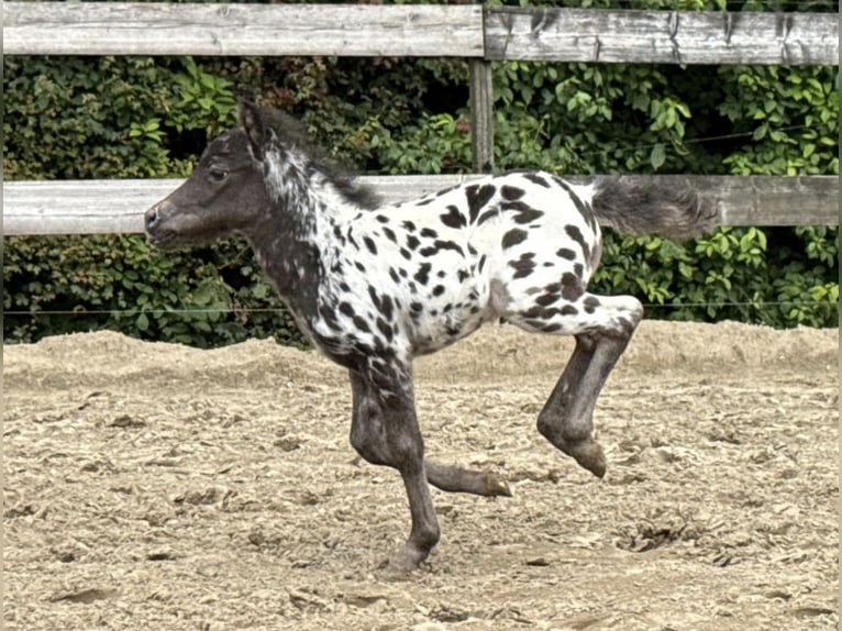 Shetland Ponies Stallion Foal (04/2026) 9.2 hh Leopard-Piebald in Schemmerhofen