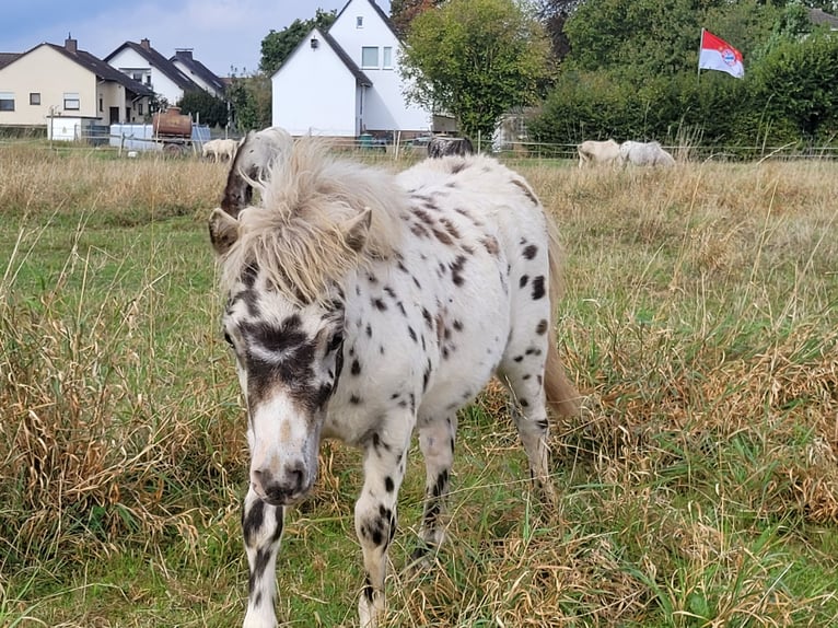 Shetland Ponies Stallion Foal (04/2024) 9,2 hh Leopard-Piebald in Wabern