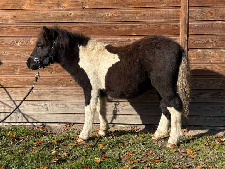 Shetland Ponies Stallion Foal (05/2026) 9.2 hh Pinto in Apeldoorn