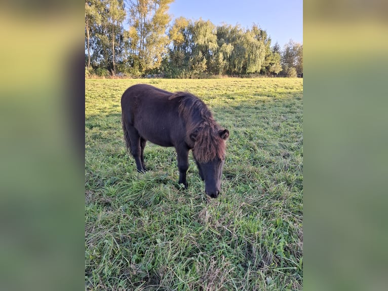Shetland Ponies Stallion Foal (04/2026) 9.2 hh Smoky-Black in Zemitz