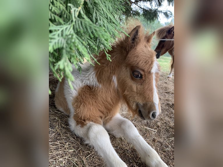 Shetland Ponies Stallion  9 hh Tobiano-all-colors in Revigny-sur-Ornain