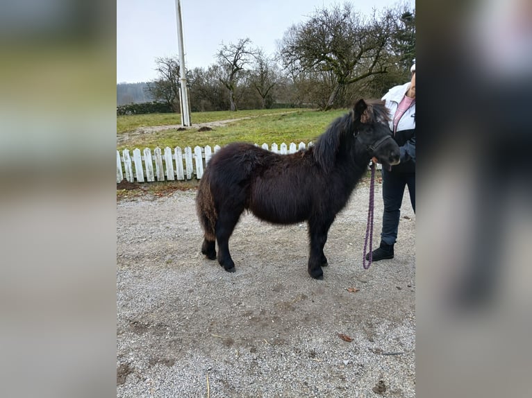 Shetland Ponies Stallion Foal (05/2025) 9,2 hh Black in Hästveda
