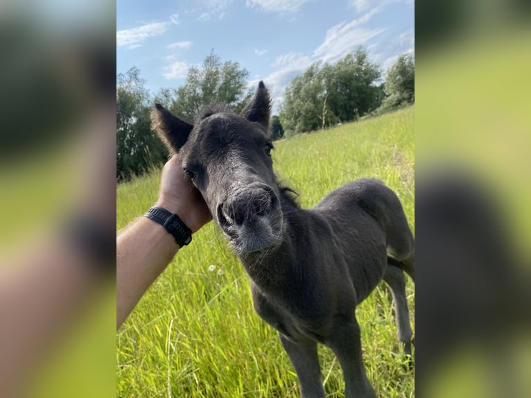 Shetland Ponies Stallion Foal (06/2025) 9,2 hh Black in Gro&#xDF; Wokern