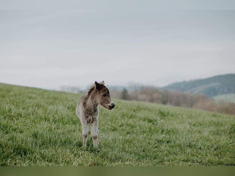 Shetland Ponies Stallion Foal (03/2025) 9,2 hh Black in Enzenkirchen