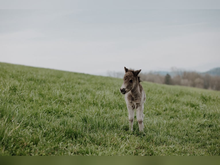 Shetland Ponies Stallion Foal (03/2025) 9,2 hh Black in Enzenkirchen