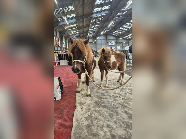 Shetland Ponies Stallion Foal (05/2025) 9,2 hh in Wijchen Shetland Ponies Stallion Foal (05/2025) 9,2 hh in Wijchen