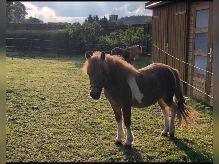 Shetland Ponies Mix Stallion  9,2 hh Chestnut-Red in Marienberg