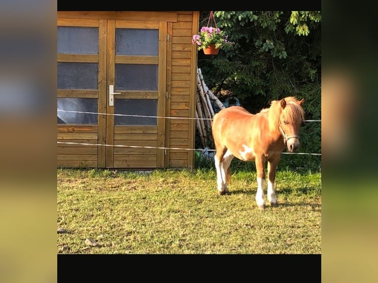 Shetland Ponies Mix Stallion  9,2 hh Chestnut-Red in Marienberg