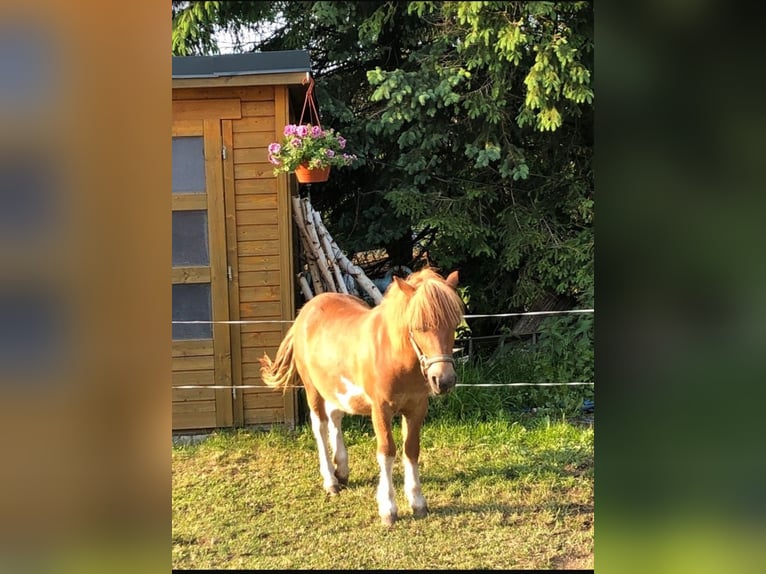 Shetland Ponies Mix Stallion  9,2 hh Chestnut-Red in Marienberg