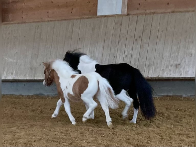 Shetland Ponies Stallion Foal (05/2025) 9,2 hh Pinto in Stephanskirchen Shetland Ponies Stallion Foal (05/2025) 9,2 hh Pinto in Stephanskirchen