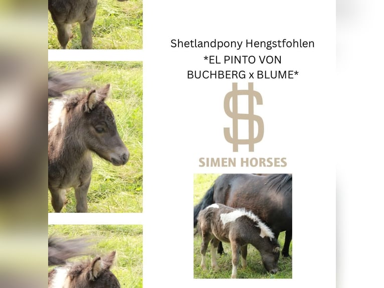 Shetland Ponies Stallion 9,2 hh Pinto in Steinen Shetland Ponies Stallion 9,2 hh Pinto in Steinen