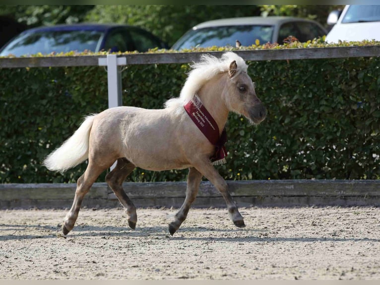 Shetland Ponies Stallion Foal (03/2025) 9,3 hh Palomino in Obersch&#xF6;na