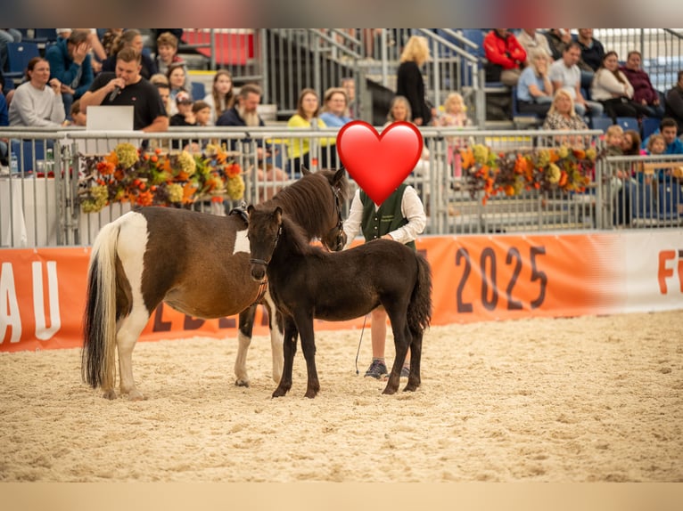 Shetland Ponies Stallion Foal (05/2025) Brown in St. Martin im Innkreis Shetland Ponies Stallion Foal (05/2025) Brown in St. Martin im Innkreis