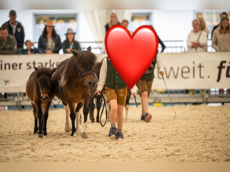 Shetland Ponies Stallion Foal (05/2025) Brown in St. Martin im Innkreis Shetland Ponies Stallion Foal (05/2025) Brown in St. Martin im Innkreis
