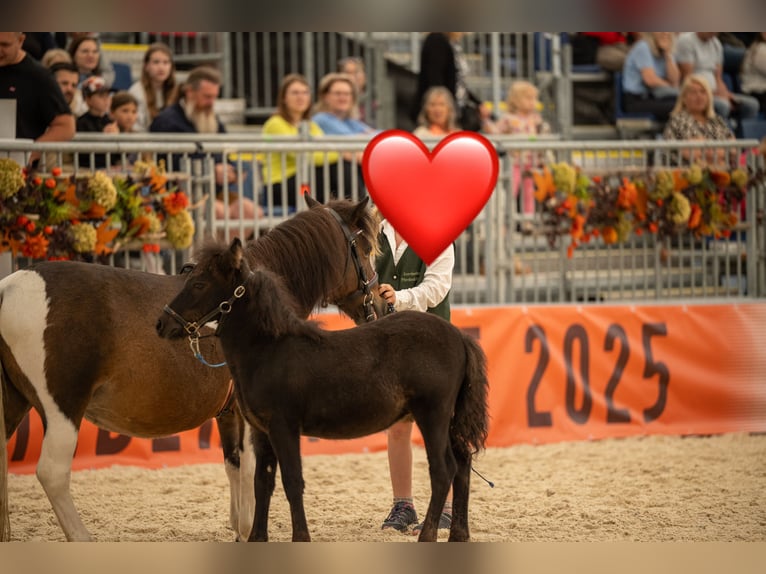 Shetland Ponies Stallion Foal (05/2025) Brown in St. Martin im Innkreis Shetland Ponies Stallion Foal (05/2025) Brown in St. Martin im Innkreis