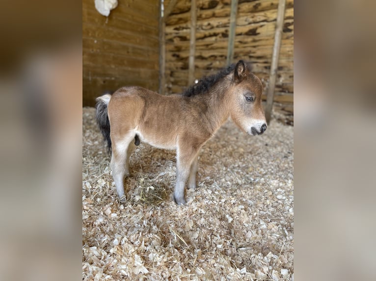 Shetland Ponies Stallion  Brown in Le Molay Littry