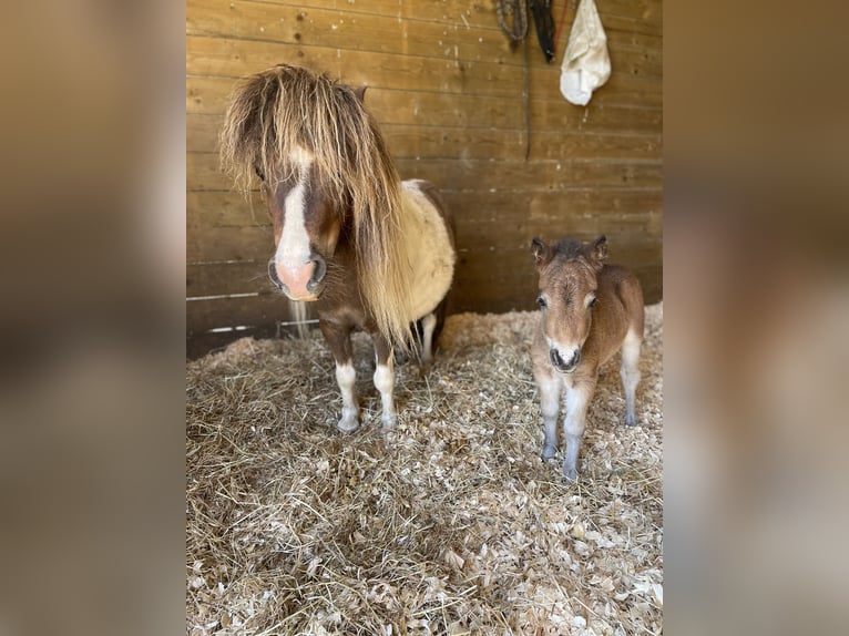 Shetland Ponies Stallion  Brown in Le Molay Littry