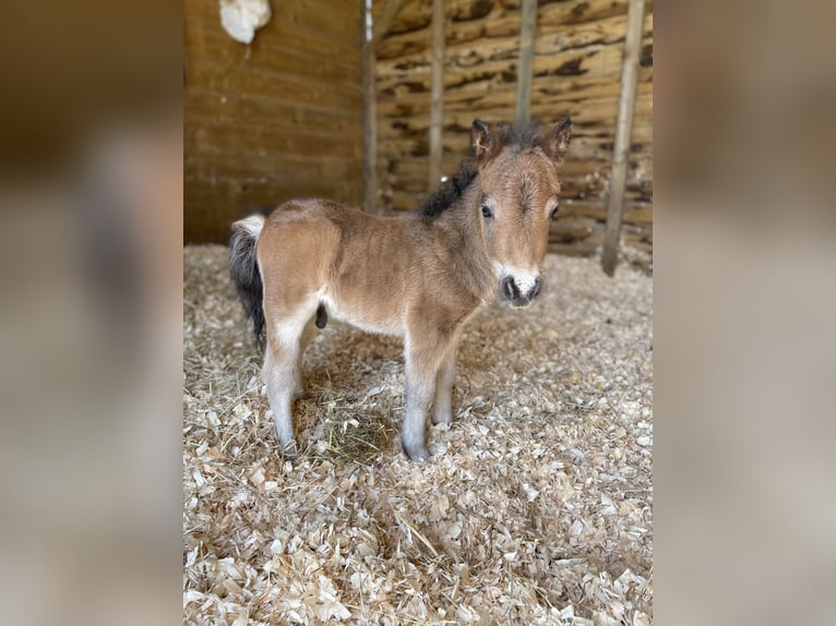 Shetland Ponies Stallion  Brown in Le Molay Littry