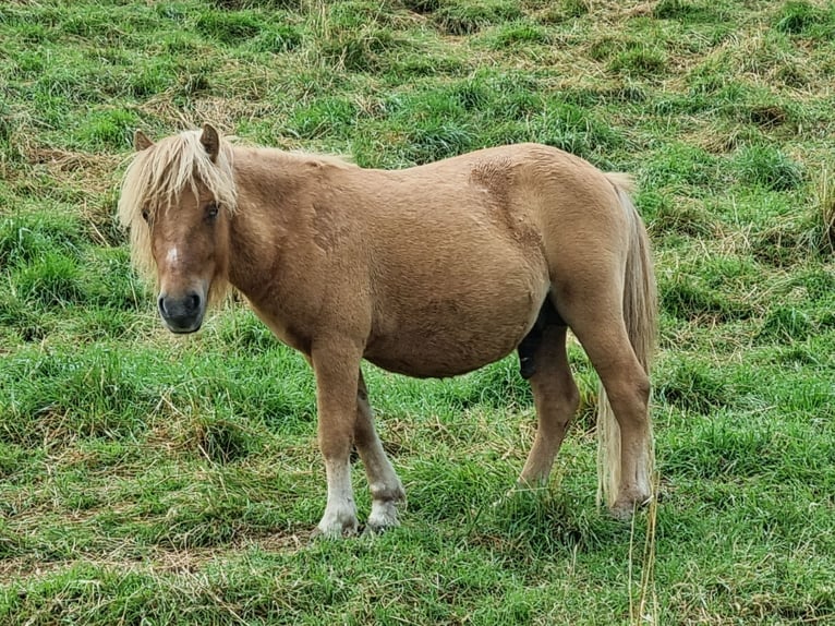 Shetland Ponies Stallion Foal (04/2024) in Hörselberg-Hainich