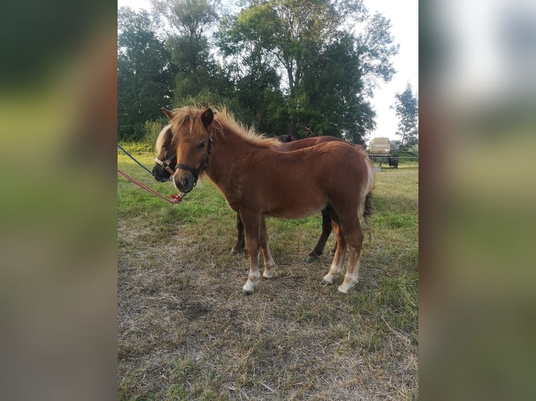 Shetland Ponies Stallion Foal (05/2024) Chestnut-Red in Wittichenau